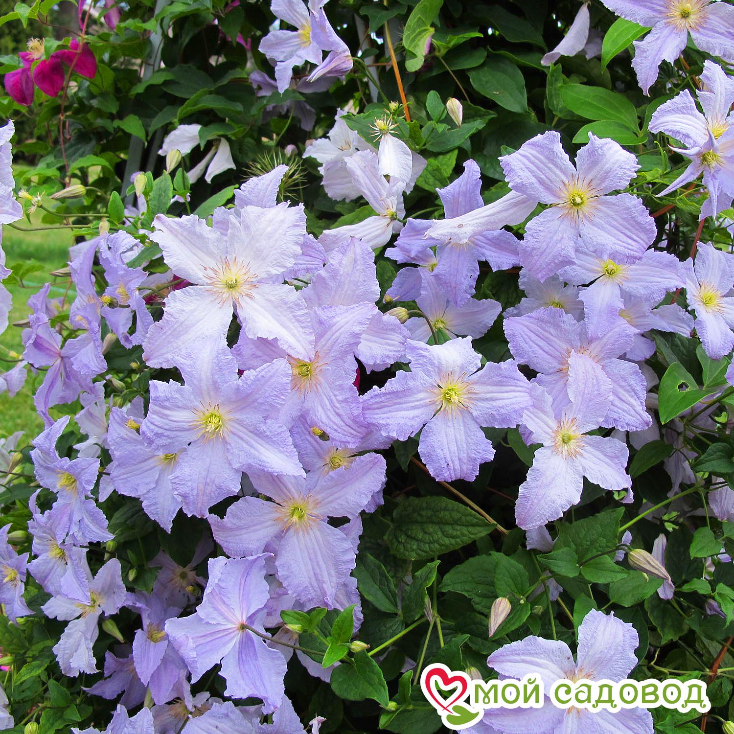 Клематис Блекитни Аниол ЗКС