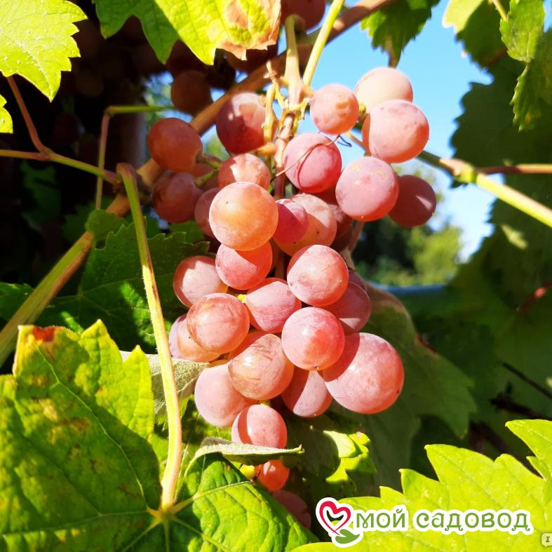 Виноград Лидия (Розовая Изабелла)
