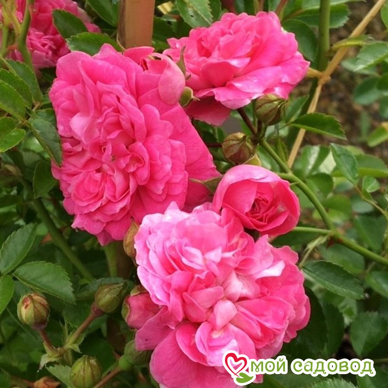 Роза Дороти Перкинс