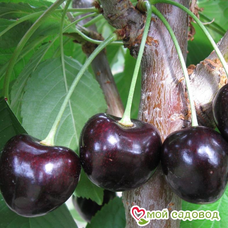Вишня Шоколадница
