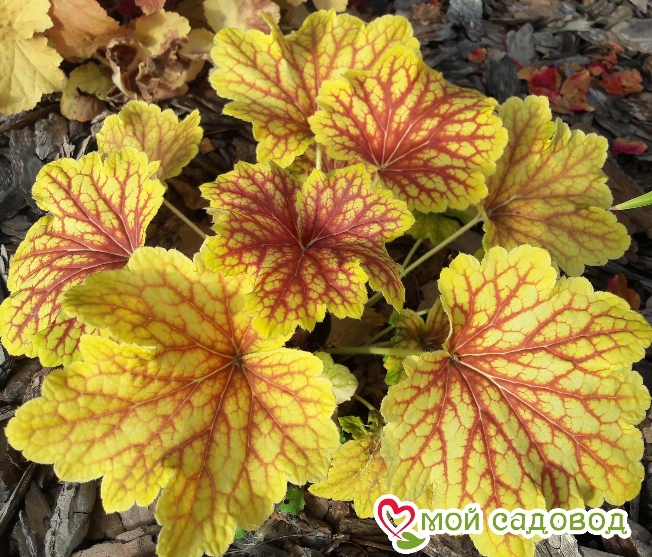 Гейхера Криста