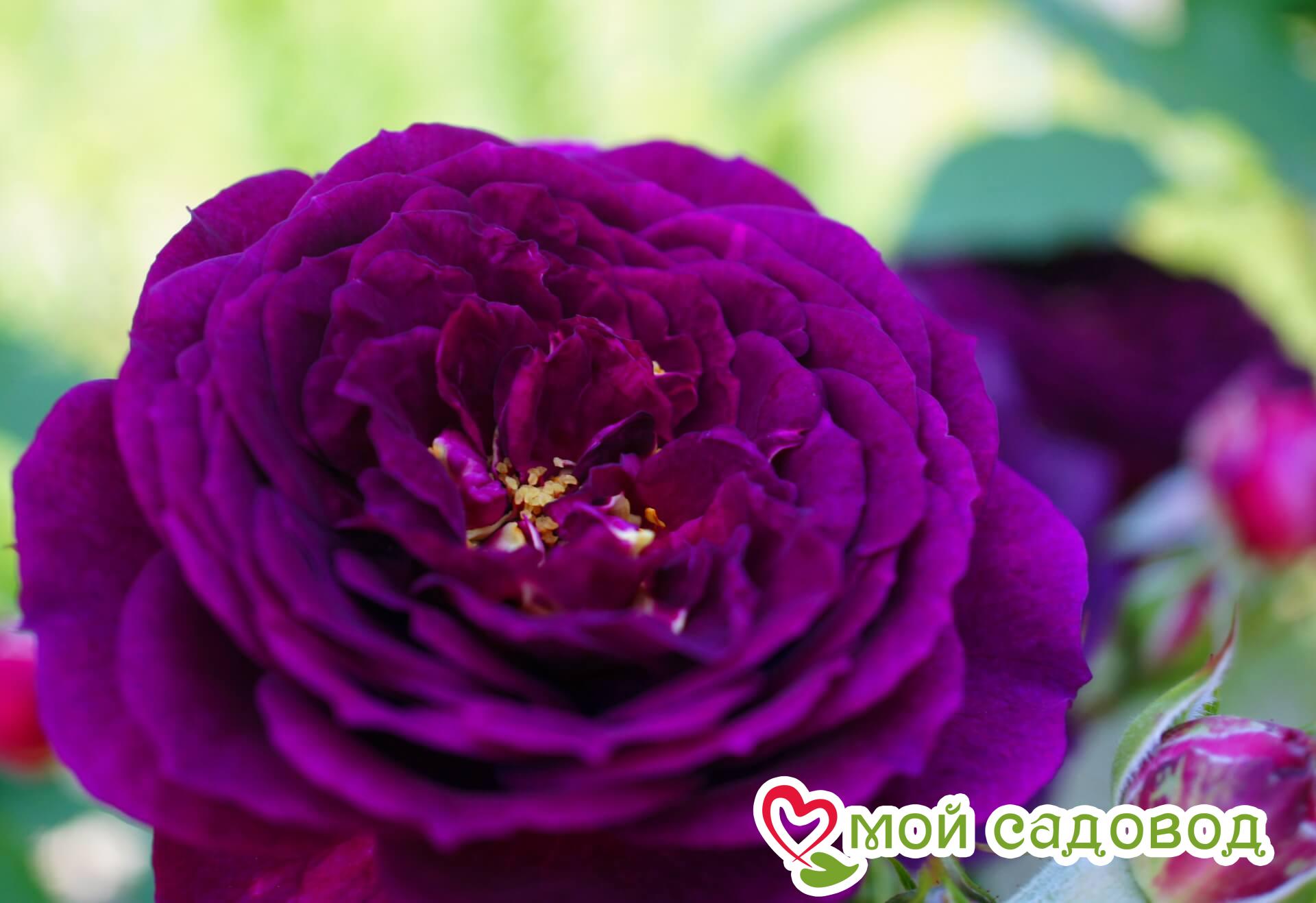 Роза флорибунда Эбб Тайд